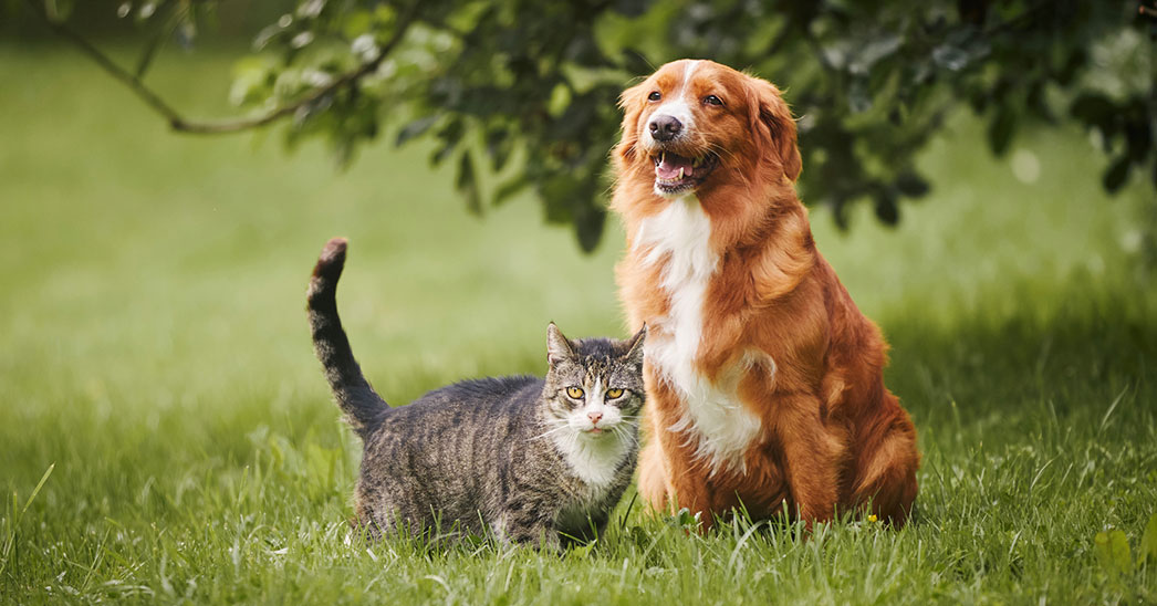 The Pet Cancer Foundation tweet media