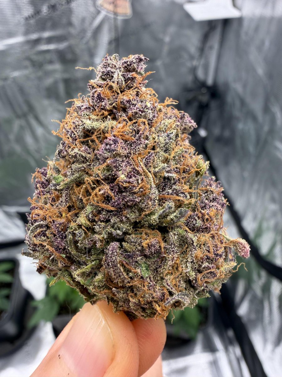 Fast Buds tweet media