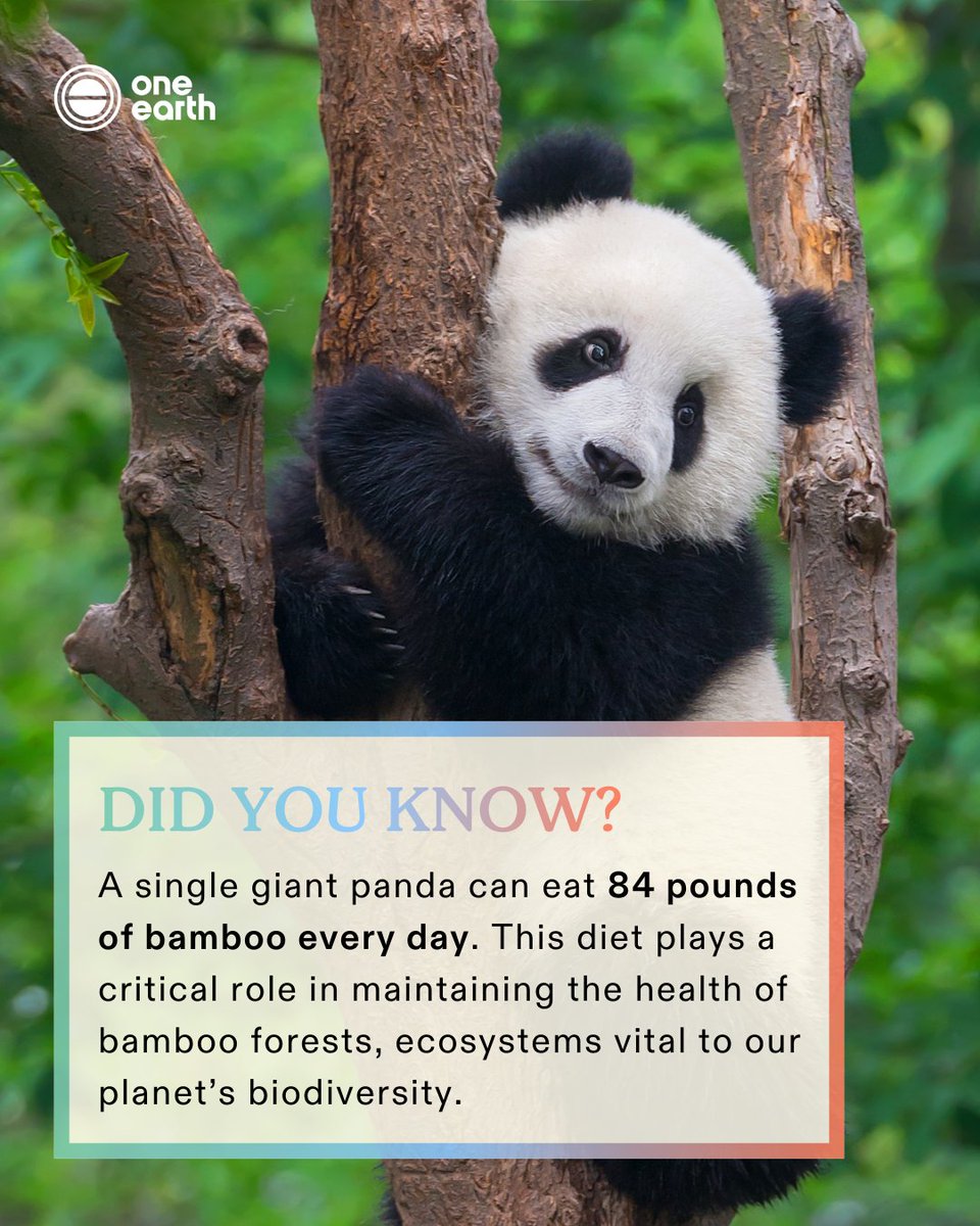 One Earth tweet media