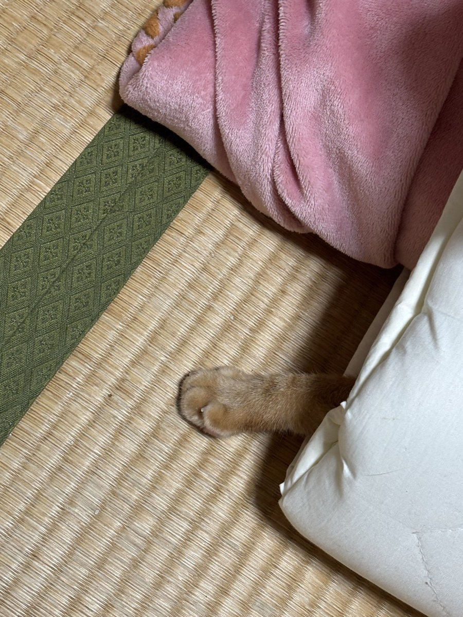 茶トラ猫のぽてと🐈♂ tweet media