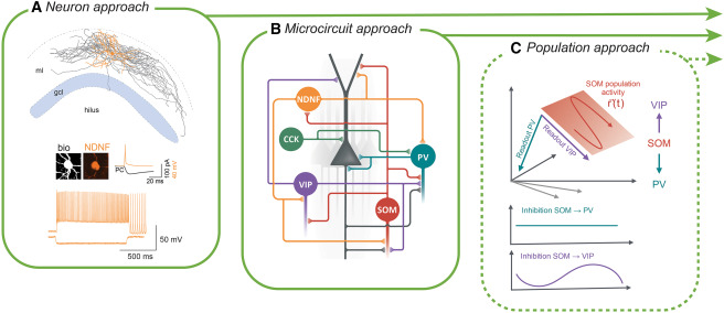 NeuroCellPress's tweet photo. Online now:  A population approach to cortical GABAergic interneuron function https://t.co/ttxLkjCD9Z https://t.co/ineBctJ24h