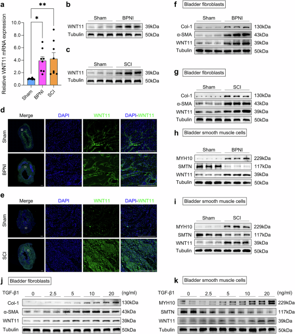 Communications Biology tweet media
