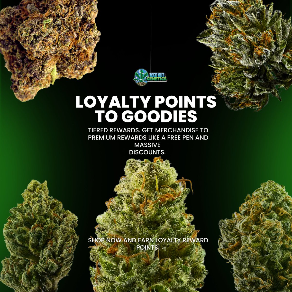 🧊Iced Out Genetics🍃 💨 tweet media