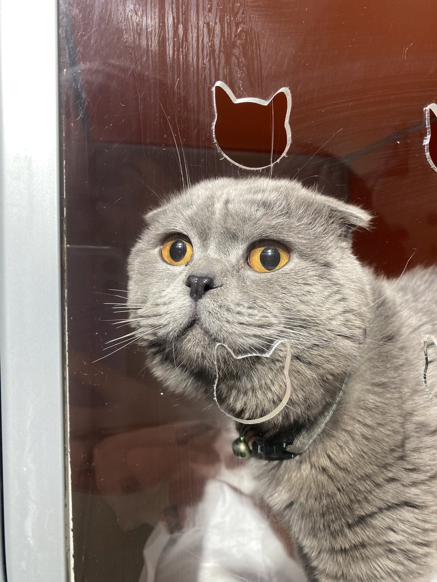 pansiyonda korumadayiz 
yuva arayisimiz devam ediyor
kisir, 3 yasinda, erkek, scottish fold, ismi oscar
iletisim: instagram -> yuvam.olur.musun