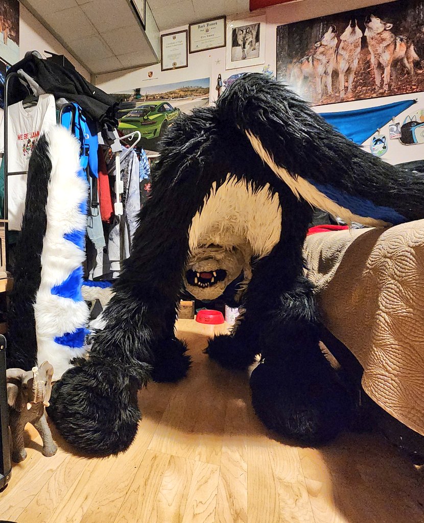 AuroraWusky69's tweet photo. Could you please help me find my tennis ball ๐ฅ ?
its gotta be here somewhere !!
Hey qwit staring ๐๐
This is important :b
#Furry #fursuiter #cute #wusky https://t.co/EDIsSsnK40