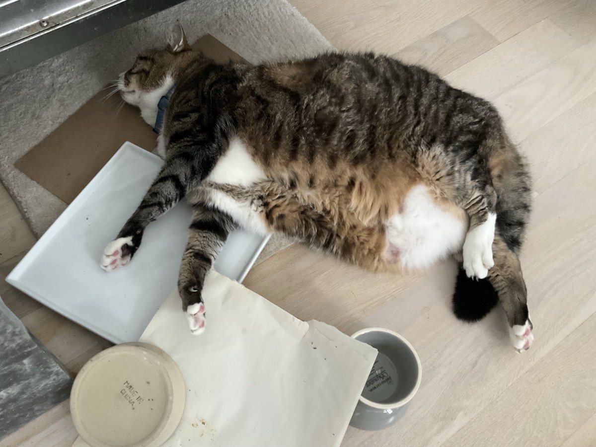 CanCanGirl🐱🌈🕊️ tweet media