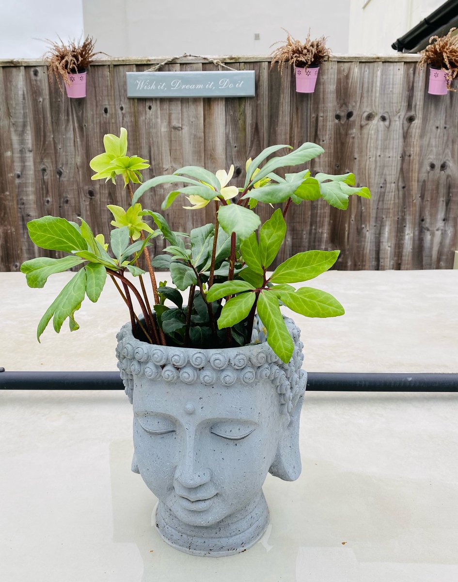 Clare Louise Freeman @ Zigs Exercise tweet media