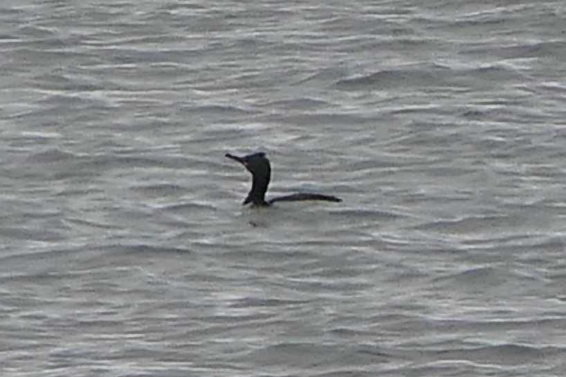 𝓡𝓮𝓿𝓭 𝓓𝓪𝓿𝓲𝓭 𝓐𝓽𝓴𝓲𝓷𝓼𝓸𝓷 tweet media