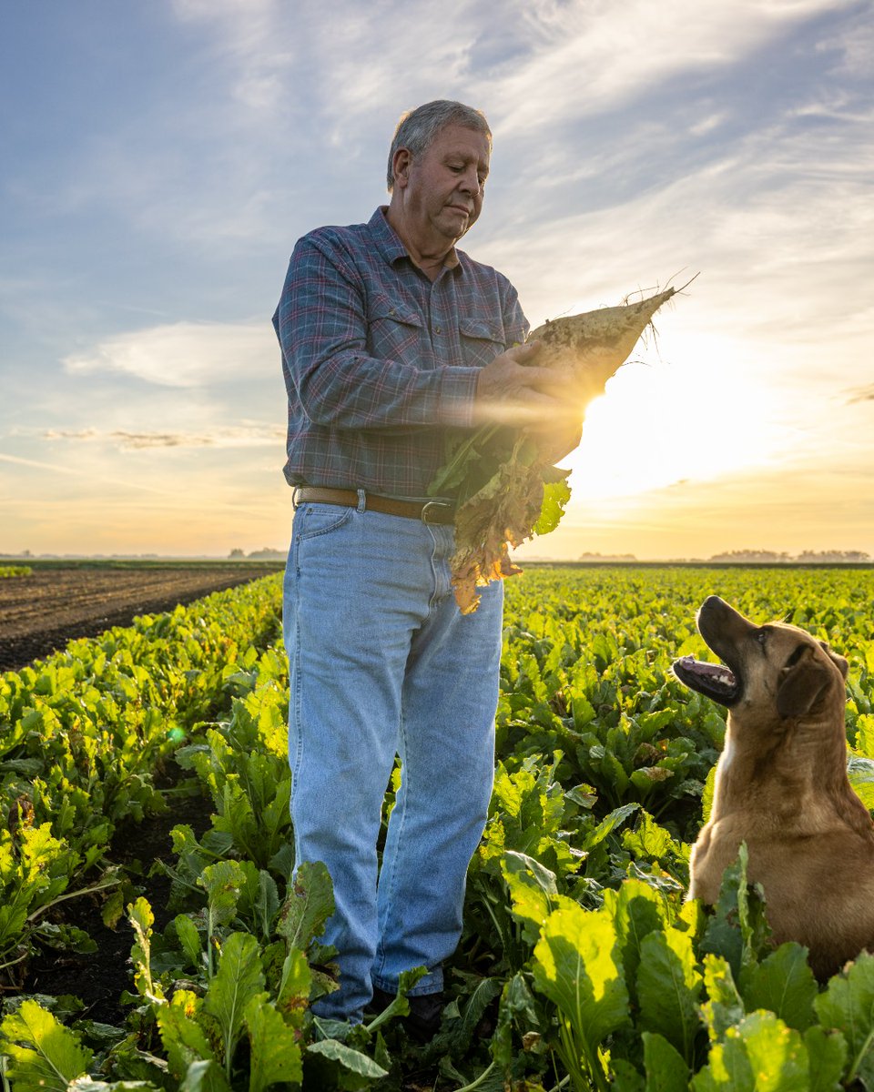 Crystal Sugar Co. tweet media