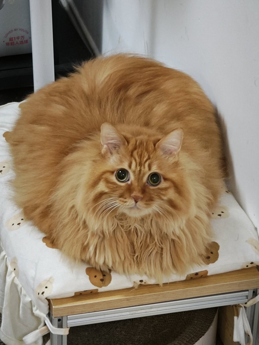 OofyColorful🎨 tweet media