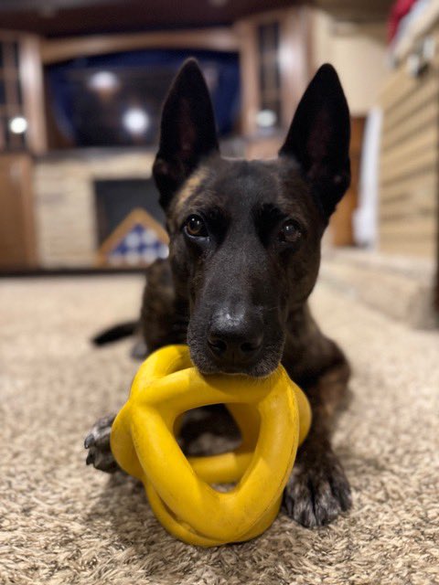 Project K9 Hero tweet media