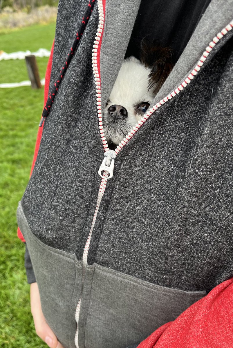 Zsaffryn Terra tweet media