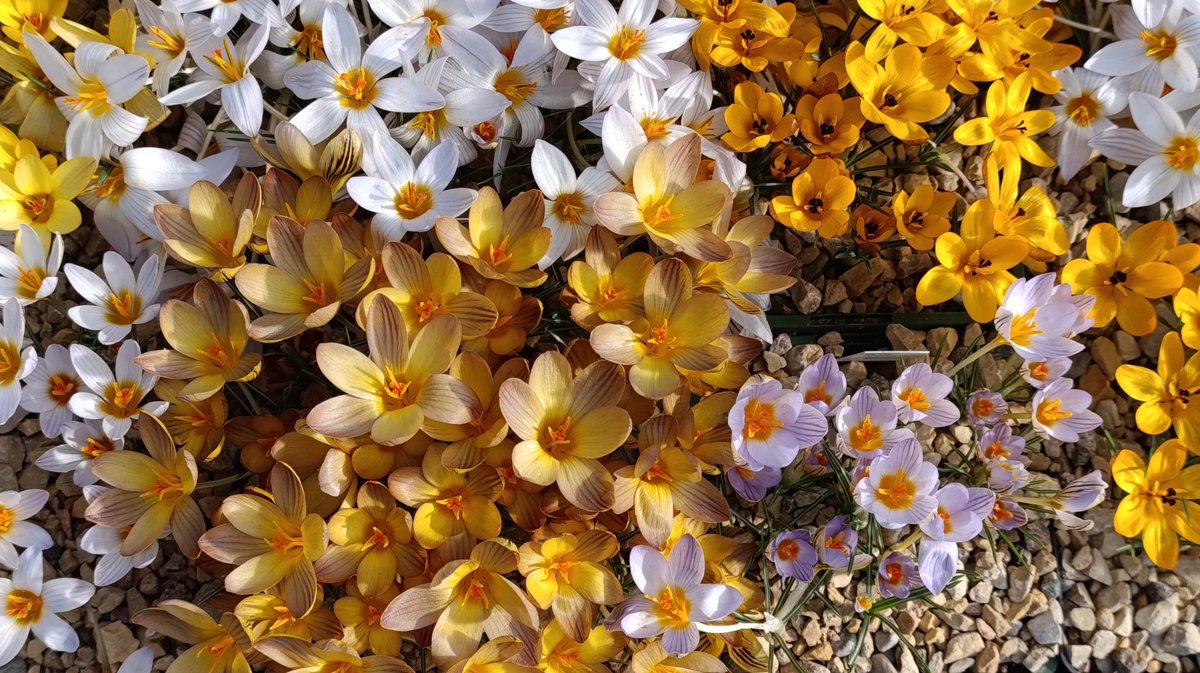 GinTea 🦨(⁠ノ⁠ಠ⁠益⁠ಠ⁠)⁠ノ tweet media