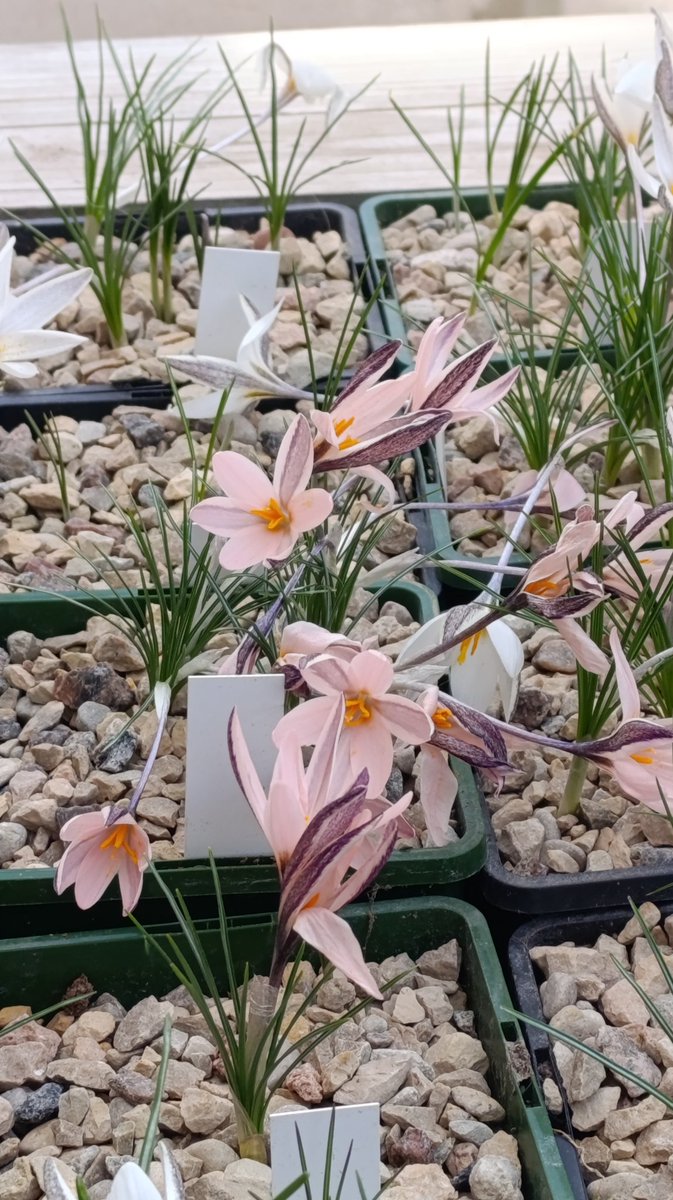 GinTea 🦨(⁠ノ⁠ಠ⁠益⁠ಠ⁠)⁠ノ tweet media