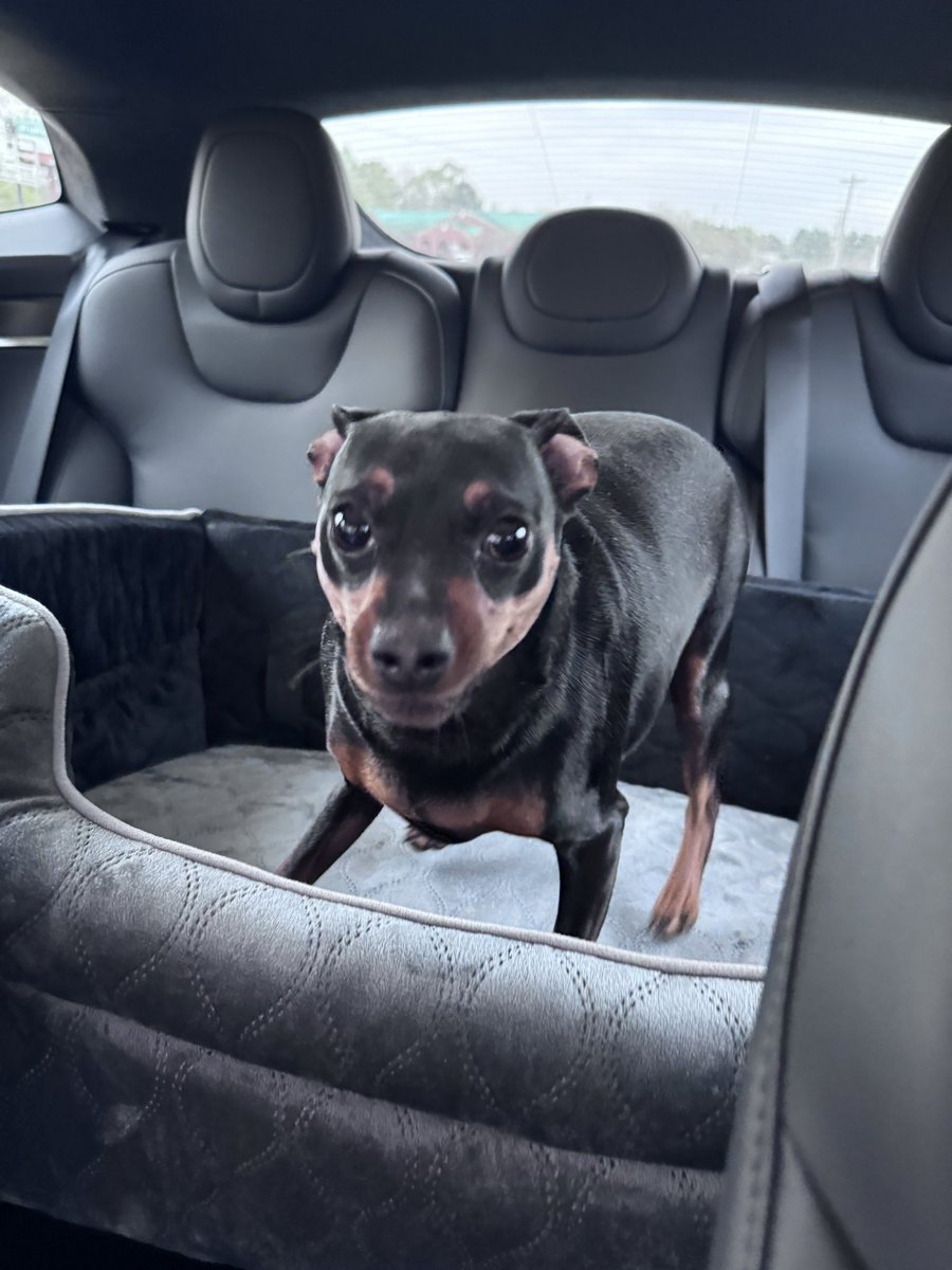 Amanda Hazel tweet media