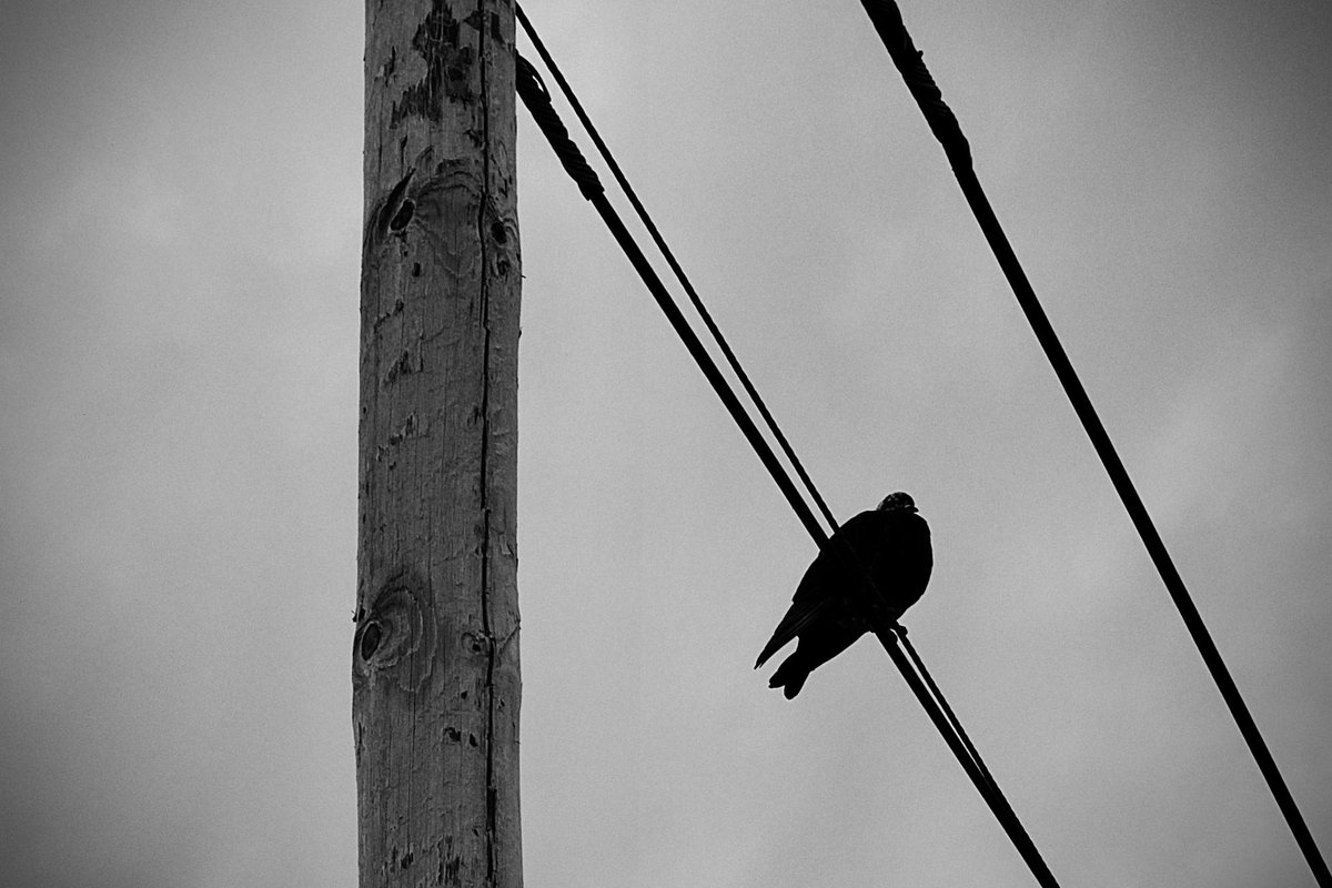 Laura Téllez tweet media