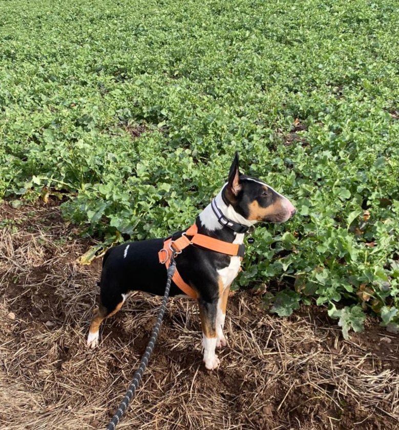 Scott fulton tweet media