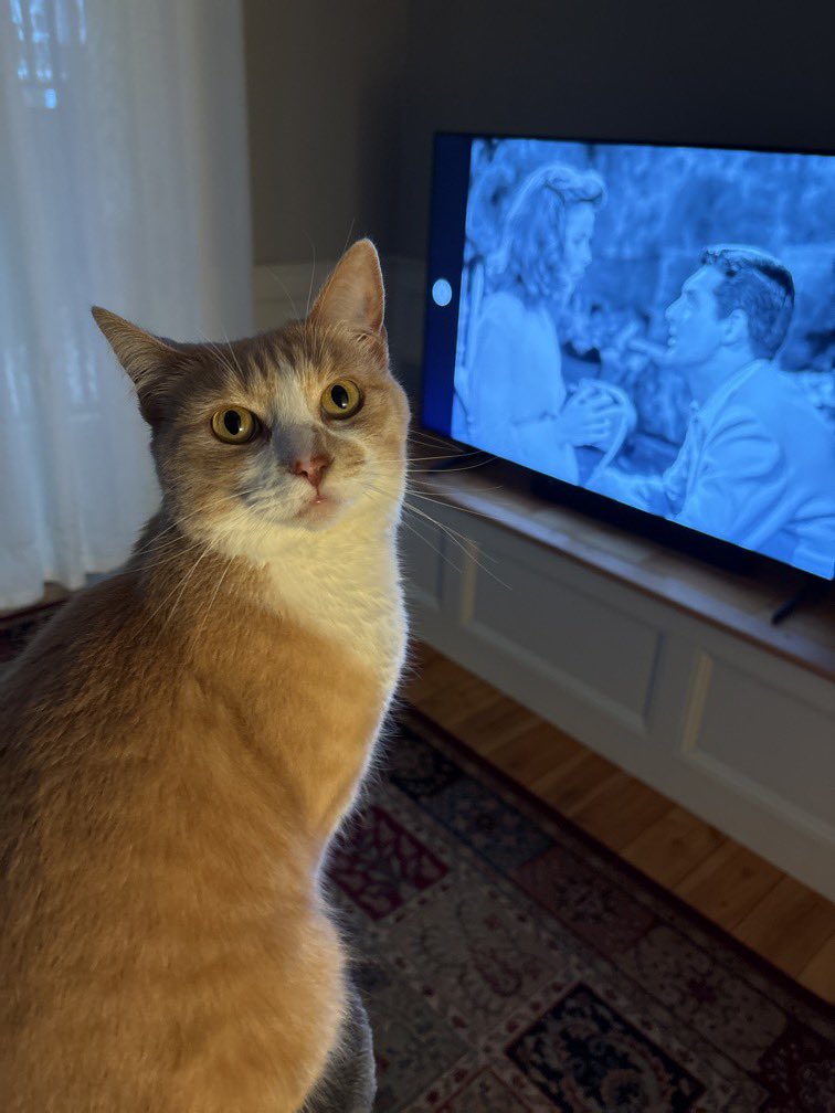 Ann Koplow tweet media