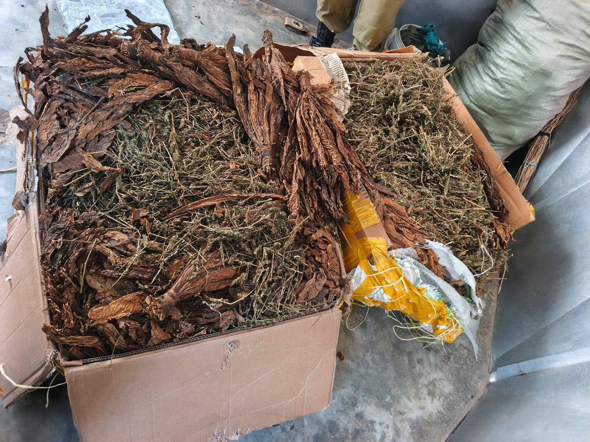 excel_tv1's tweet photo. Police in Arua have intercepted 100 kilograms of marijuana at the Baby Coach Bus terminal, where the illegal substance had been packed in two sealed boxes and mixed with tobacco leaves in an attempt to avoid detection. 
#exceltvuganda #ugandapoliceforce https://t.co/0nkwzlXZKW