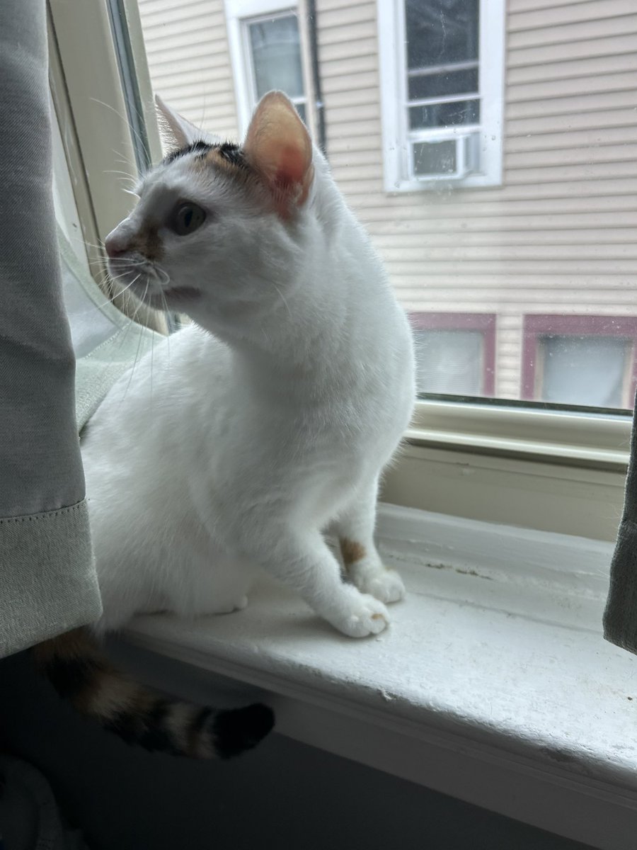 monkey & zoe ❤️ oreo 🌈 tweet media