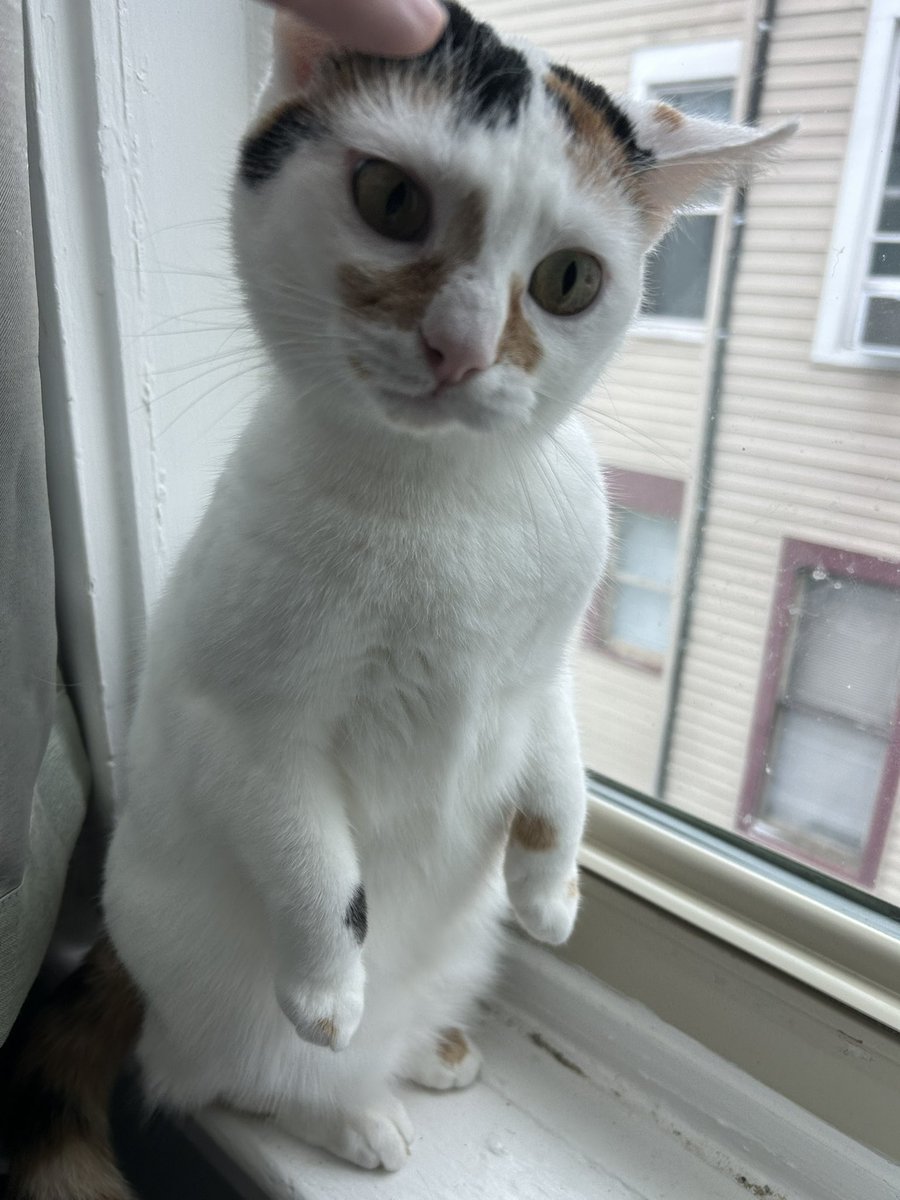 monkey & zoe ❤️ oreo 🌈 tweet media