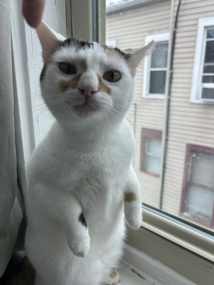 monkey & zoe ❤️ oreo 🌈 tweet media