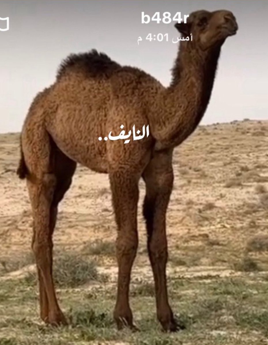 يحيى بن محمد tweet media