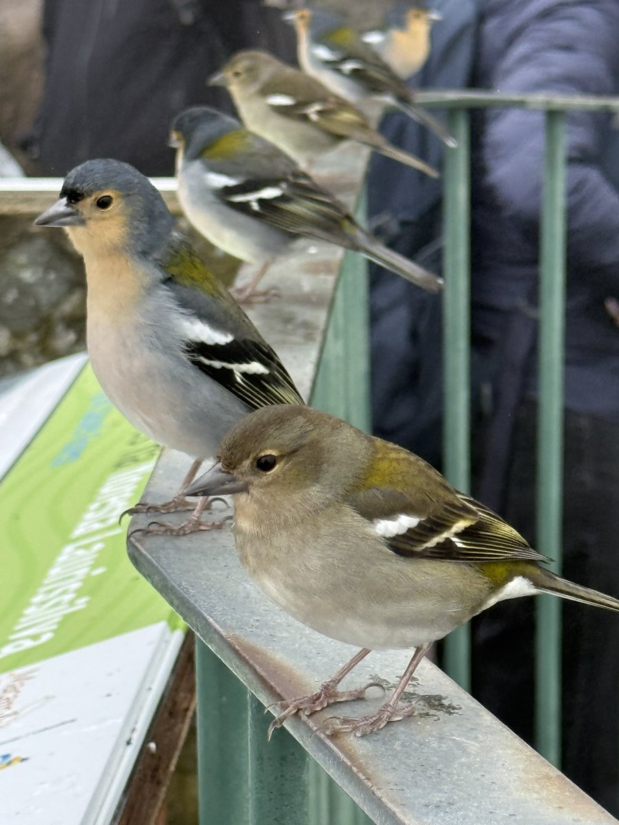 Nya 🇳🇱 tweet media