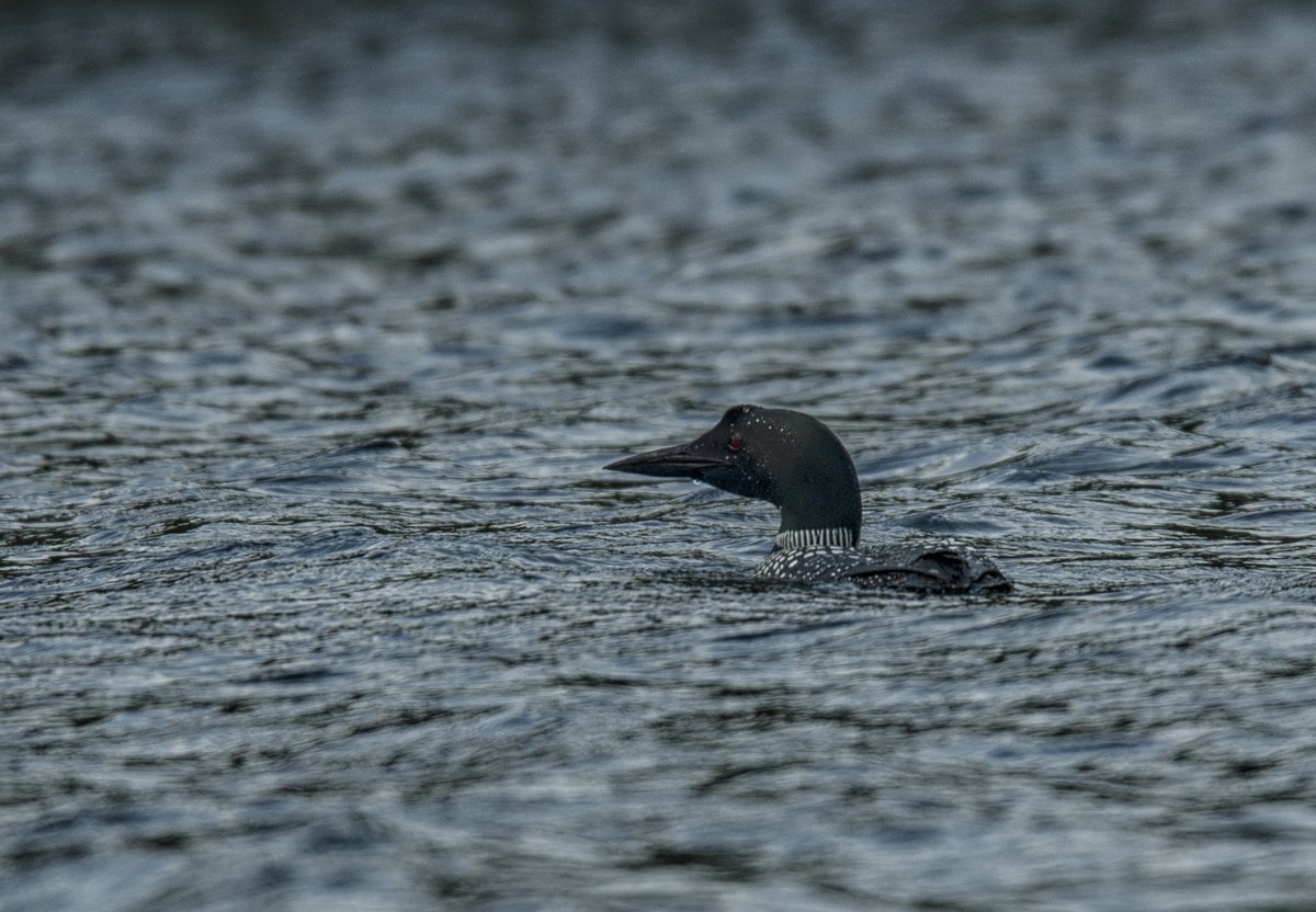 Algonquin 
<a href="/Algonquin_PP/">Algonquin Provincial Park</a> <a href="/RobinTapley/">Robin Tapley</a> #photo #NatureScenery
