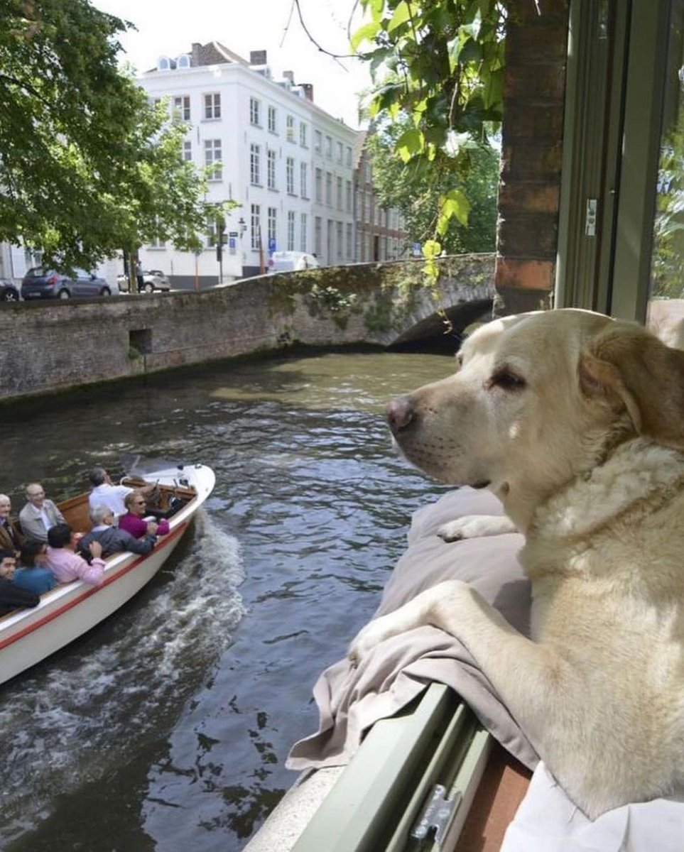 WeRateDogs tweet media