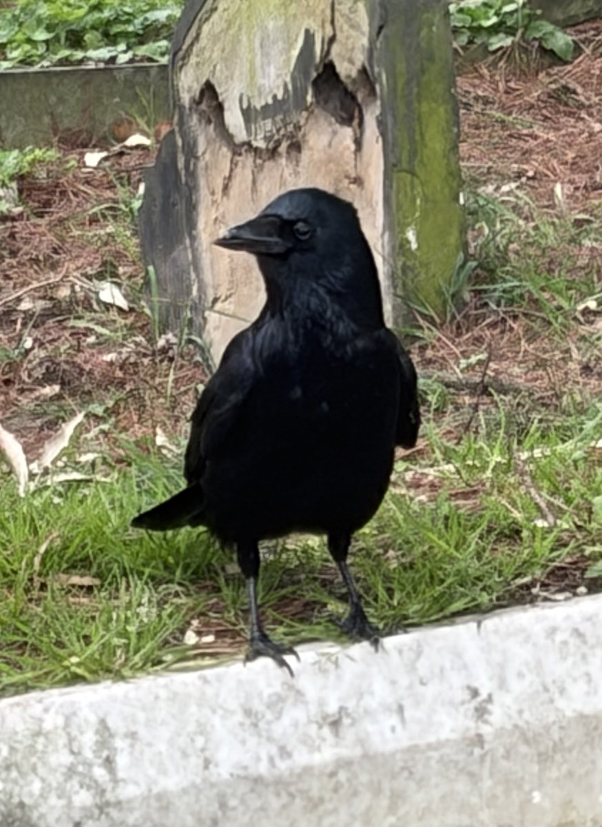 BromptonBunch's tweet image. Sr Beaky was waiting for me today perched on his favourite white marble grave stone. I believe Nellie Parsons was kind to crows. #Crows