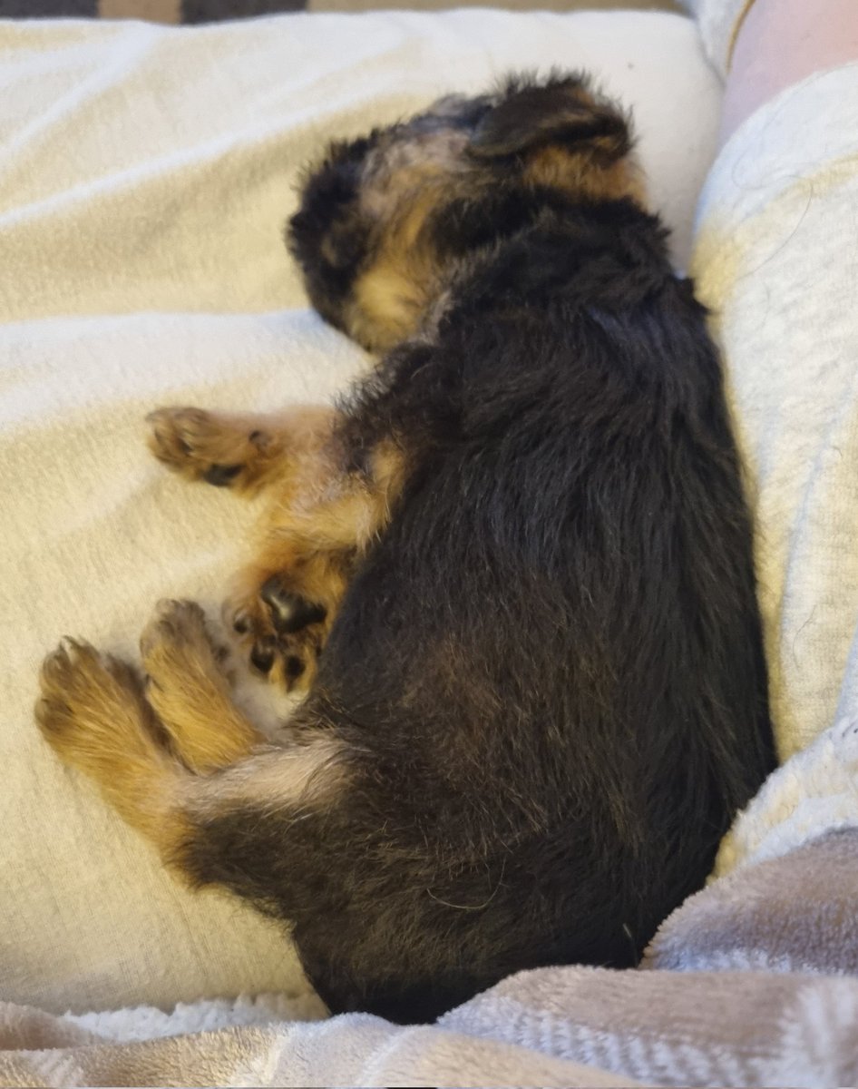 Reginald Barkley - sekretary of da social club! tweet media