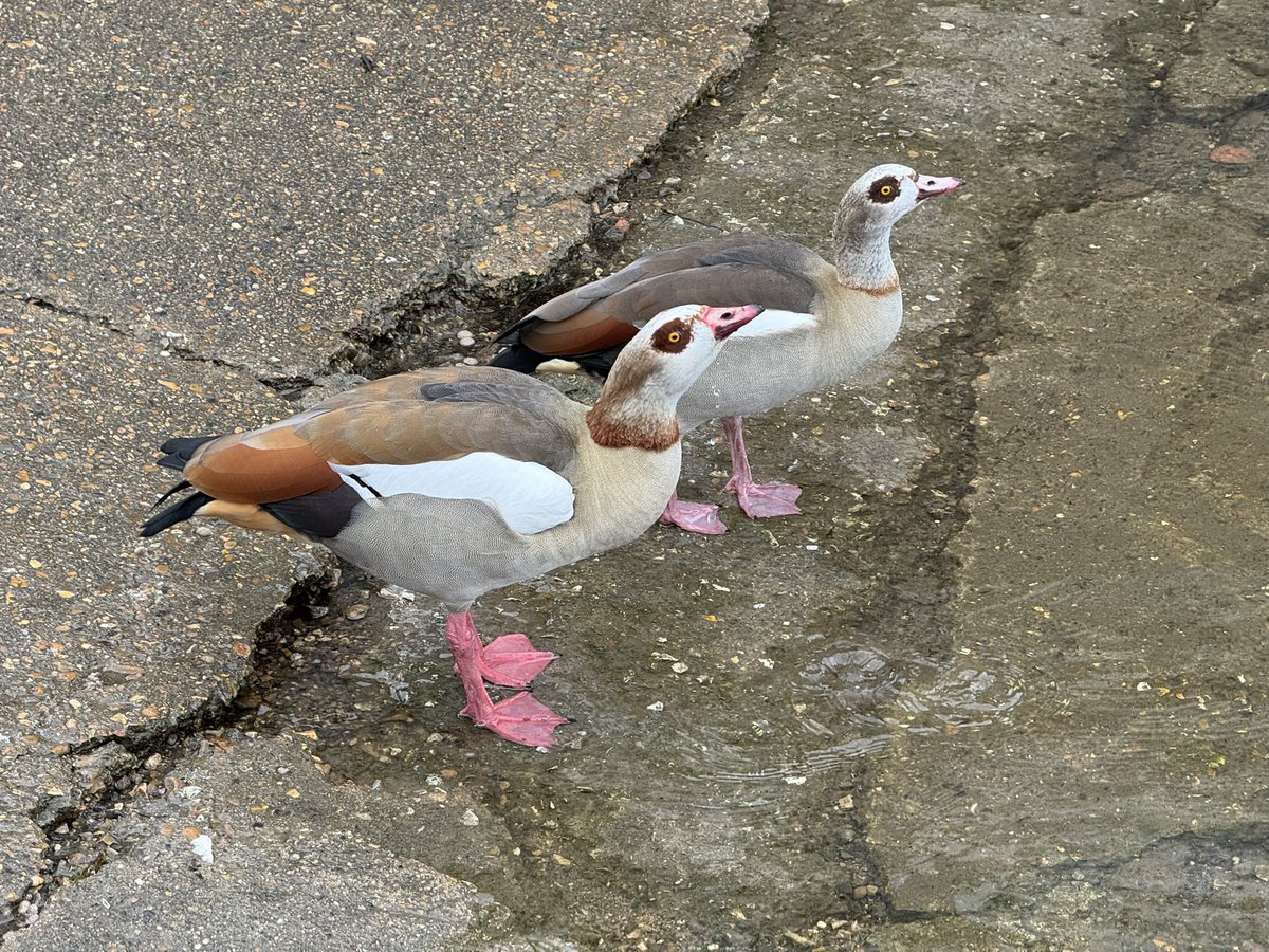 All_The_Geese tweet media