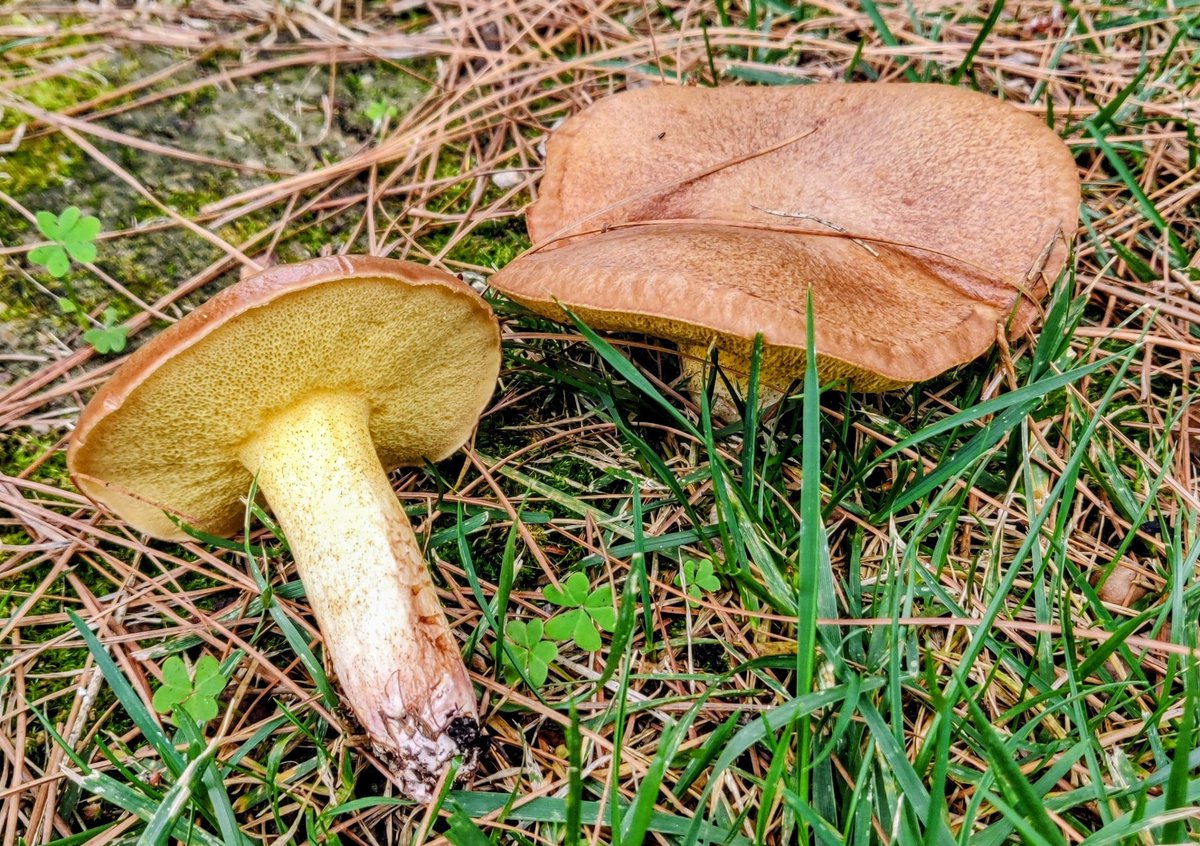 Suillus collinitus with typical pinkish basal mycelium and fibrillous cap.