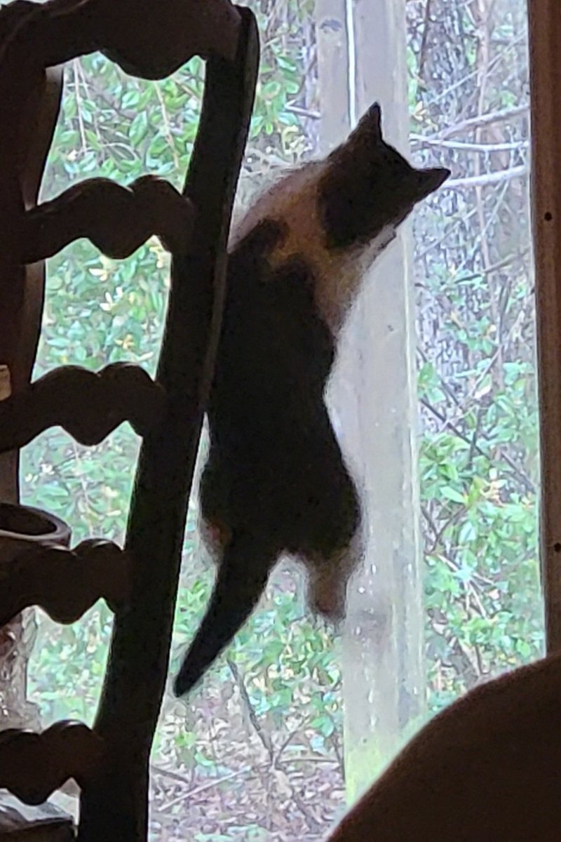 Donna McAdams tweet media