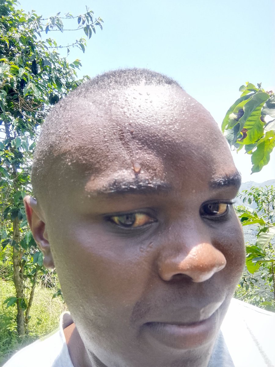 Hiking to check and monitor the ongoing tree planting compaign around #bwindiimpenetrablenationalpark aiming at creating more space for the increasing population of #gorillas #Joinourefforts #Donate