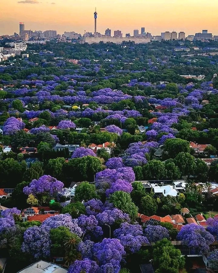 Zoom Afrika tweet media