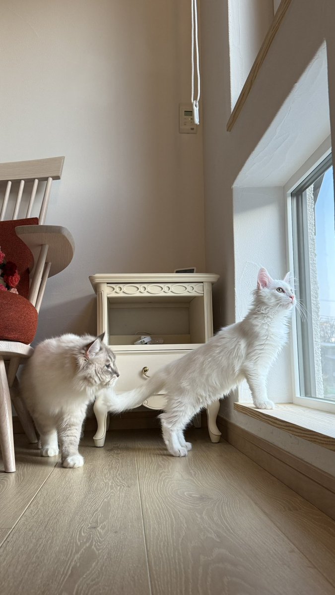 家族が増えて、ねこたちと人間になりました💐