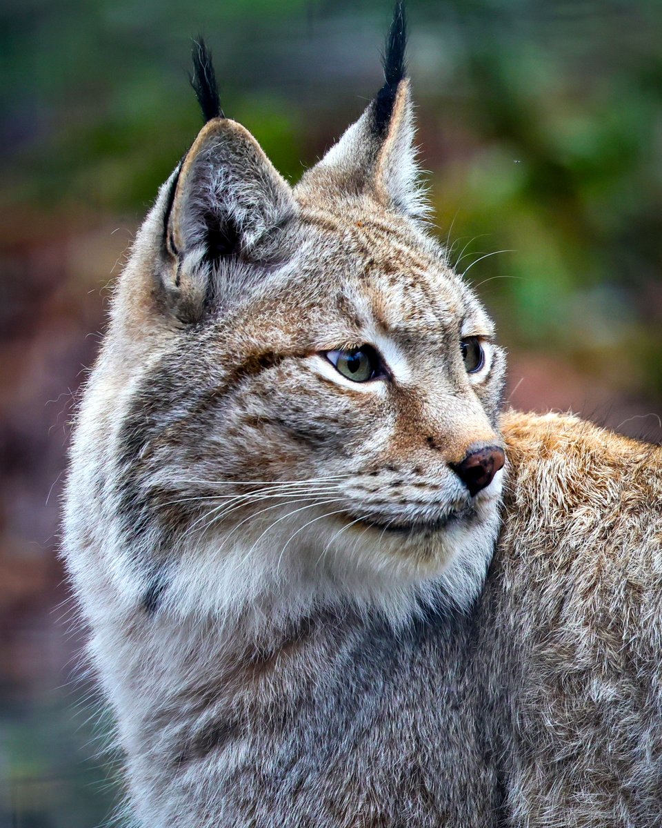 Wildwood Kent tweet media