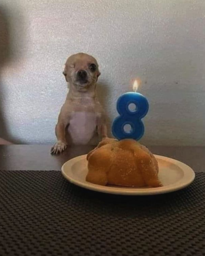 Best in Dogs tweet media