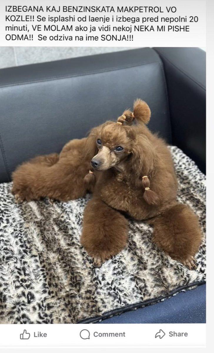 Аркан Jr.🐅 tweet media