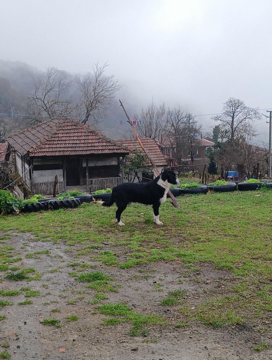 Zülal Kutluer tweet media