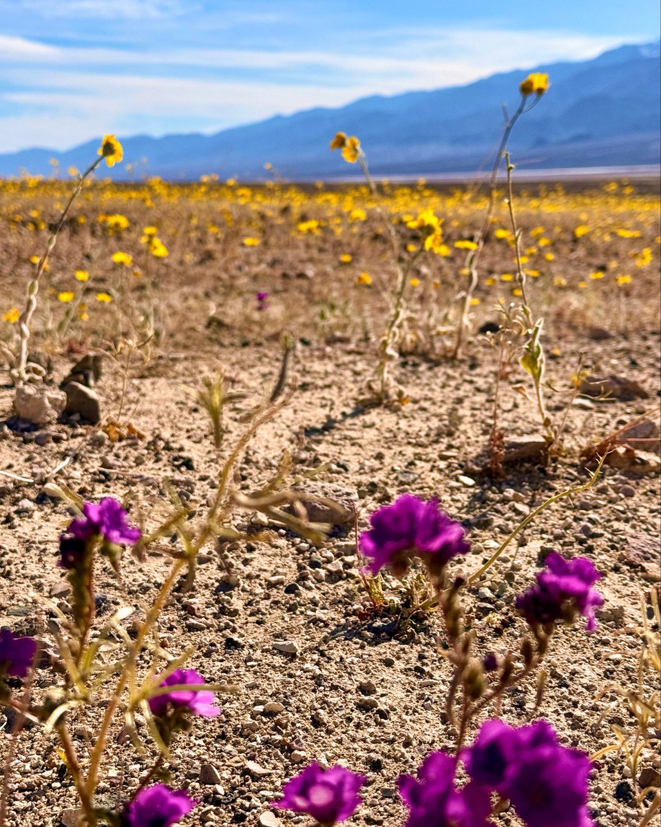 ℍ𝔸𝕃𝕀𝔼ℕ𝔼 tweet media