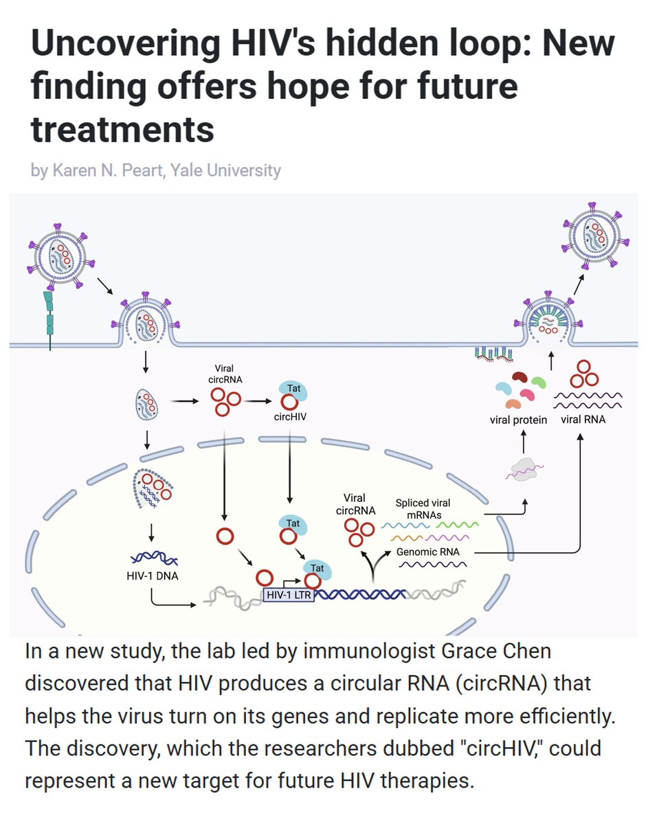 Vaccinologist's tweet image. Exciting new @YaleMed study showing that a viral circular RNA (#circHIV) boosts #HIV transcription through Tat. #RNA #biology still holds many surprises. New mechanisms often mean new therapeutic targets. linkedin.com/posts/drmelvin…