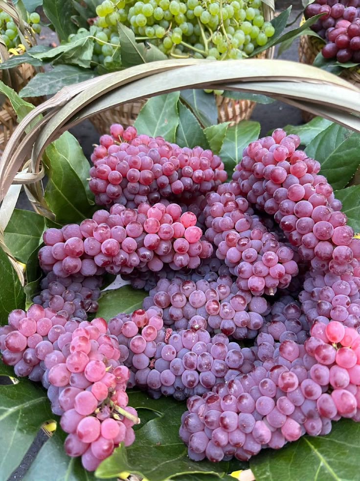 Fruitvibes5566 tweet media