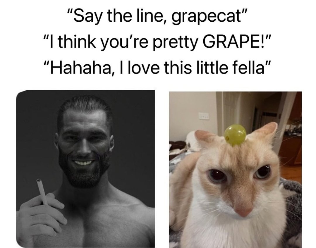 Catagélastos tweet media