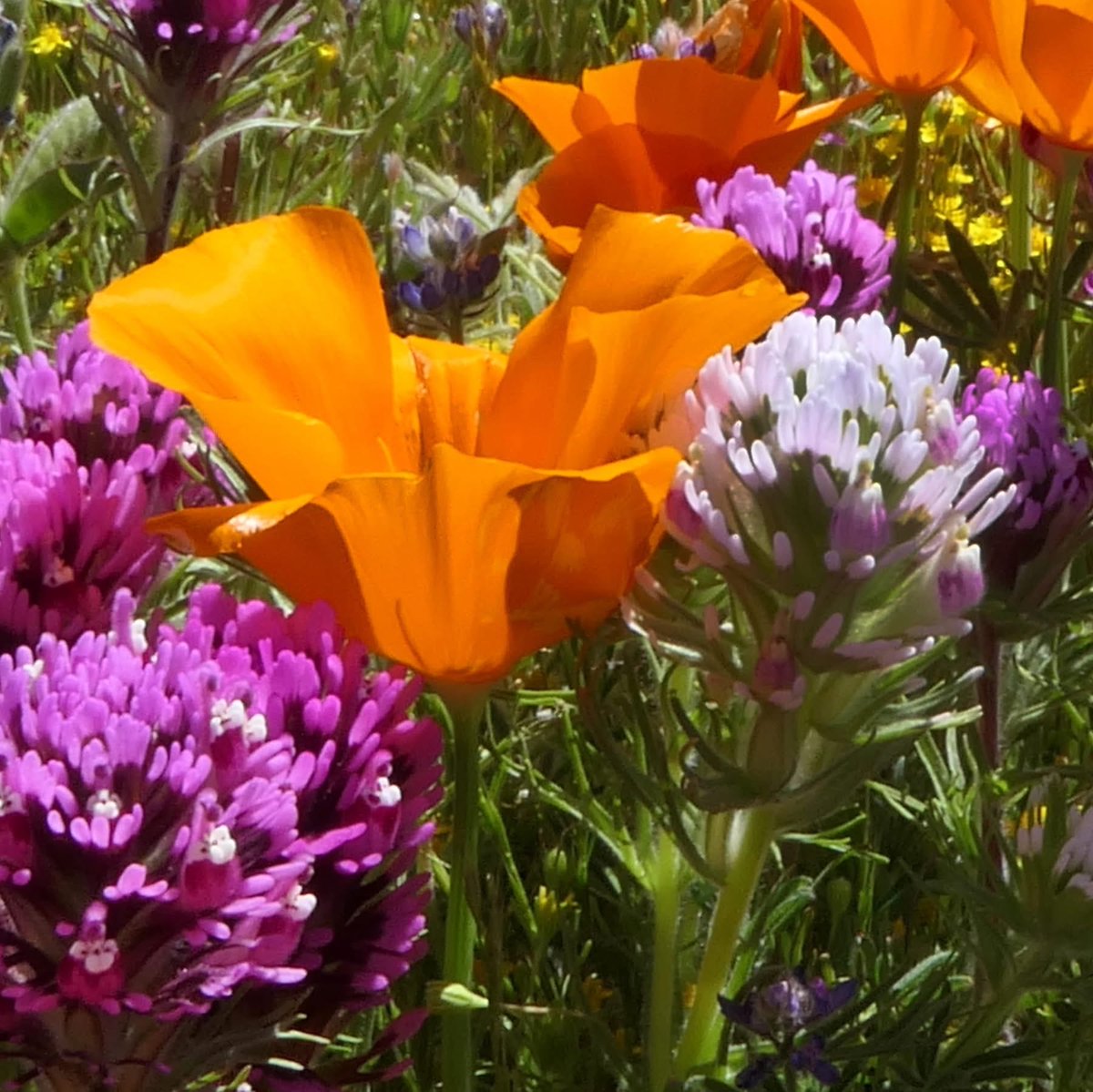 Sandy Fox tweet media