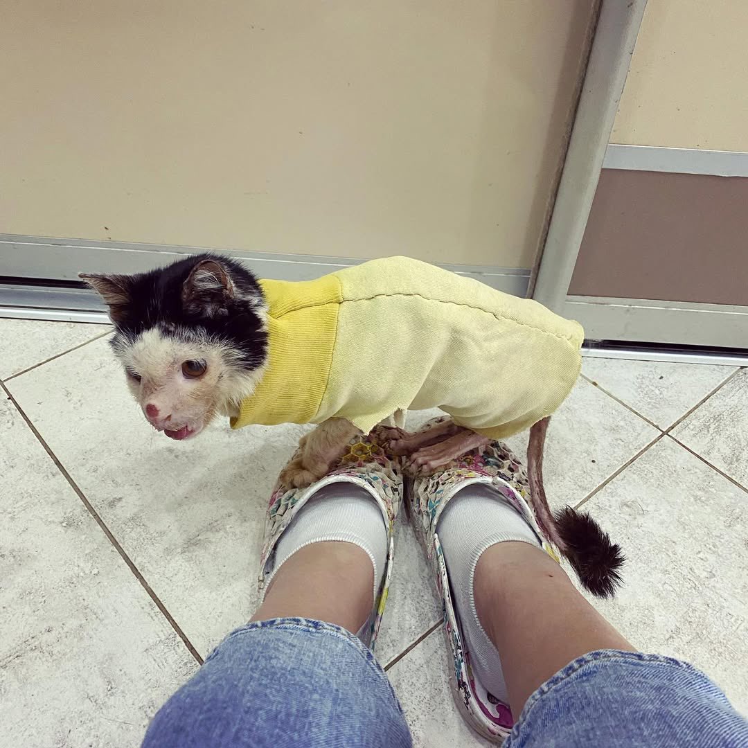 UAanimalres's tweet photo. Update: Pluto is in surgery right now. 💔🐾
Our hearts are racing and we’re praying he makes it through.
We are still trying to cover the $1500 surgery cost, and we cannot do it without you.
Please help us save Pluto’s life.🙏😭
Link in bio #SavePluto https://t.co/Mj0j2ra3EV