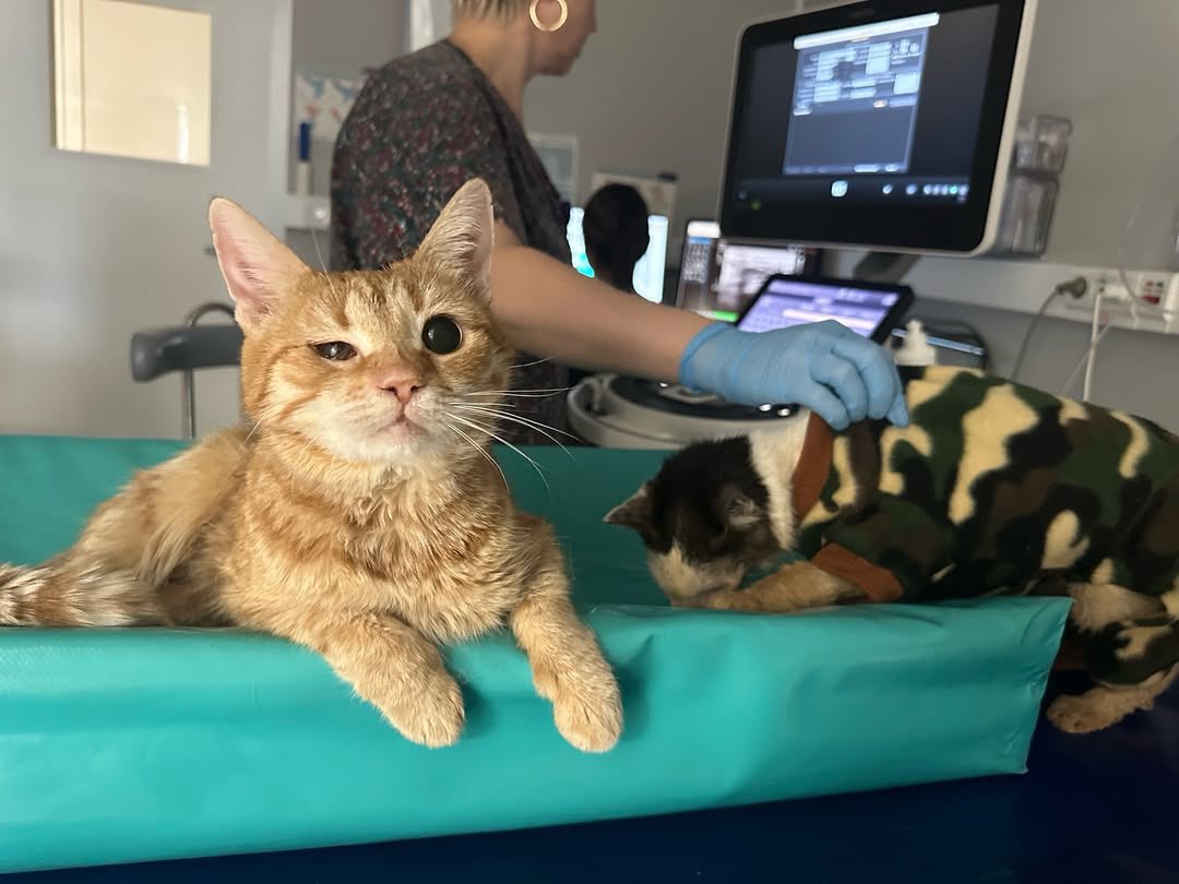 UAanimalres's tweet photo. Update: Pluto is in surgery right now. 💔🐾
Our hearts are racing and we’re praying he makes it through.
We are still trying to cover the $1500 surgery cost, and we cannot do it without you.
Please help us save Pluto’s life.🙏😭
Link in bio #SavePluto https://t.co/Kl6pGiLKZd