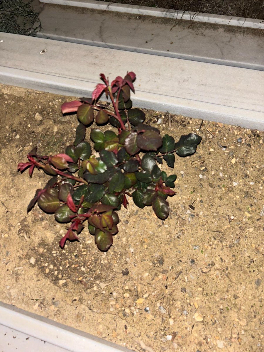 Cemile Gönülalan tweet media